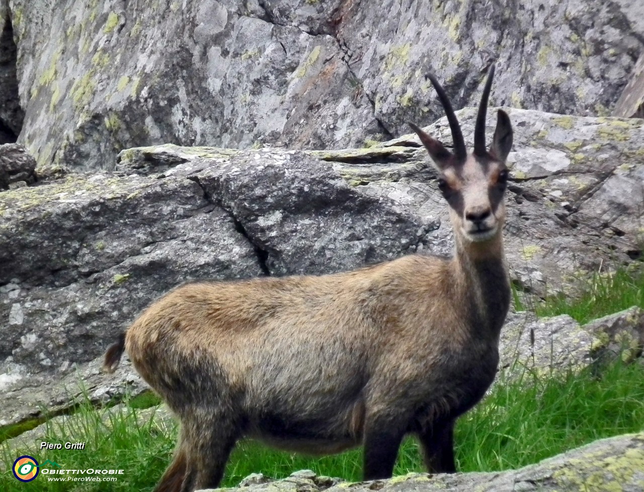 174 Un camoscio ci osserva incuriosito.JPG